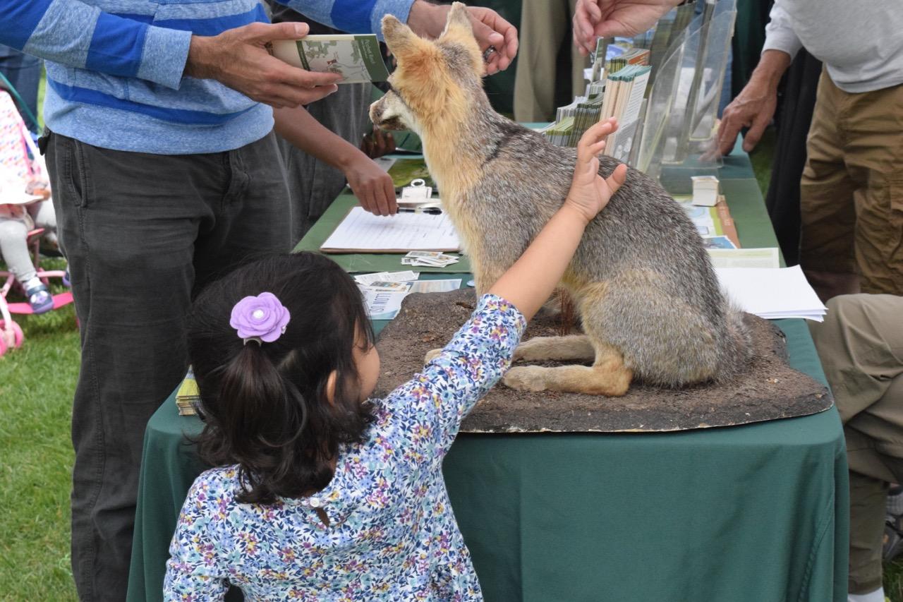 A girl pets the taxidermied gray fox’s soft fur. The fox serves as an educational tool to show passerby what the creature looks like up close. 