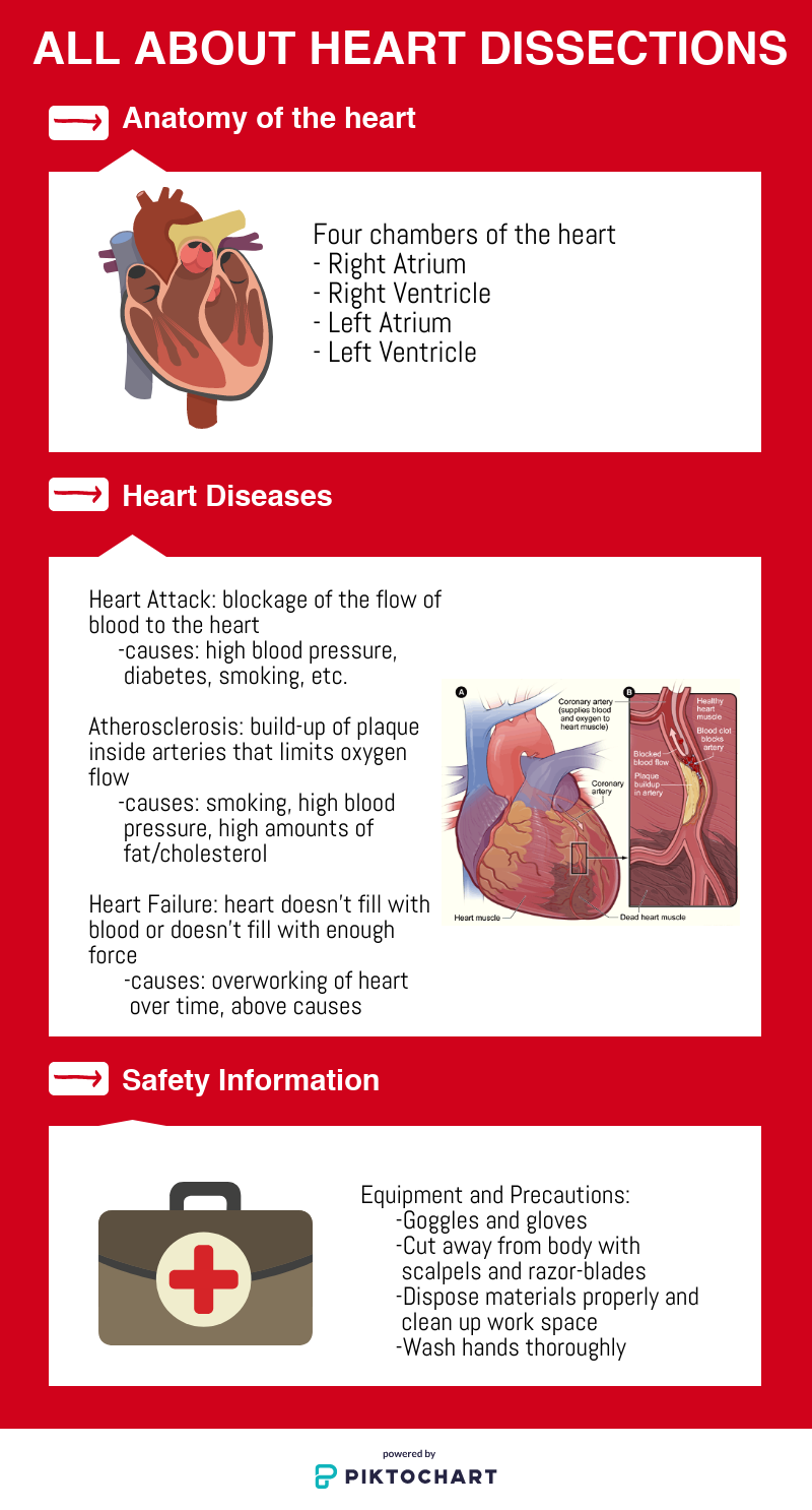 heart-dissectio_29115844 (3)